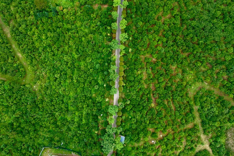 中国のツバキ油の木から富への道 - 縦画面ビデオ